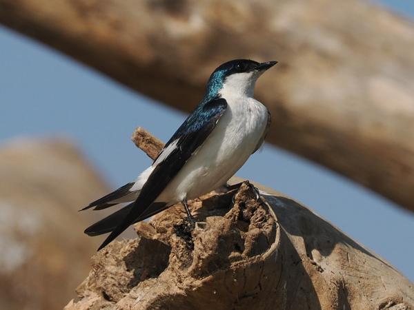 Witbuikzwaluw (Tachycineta albiventer)